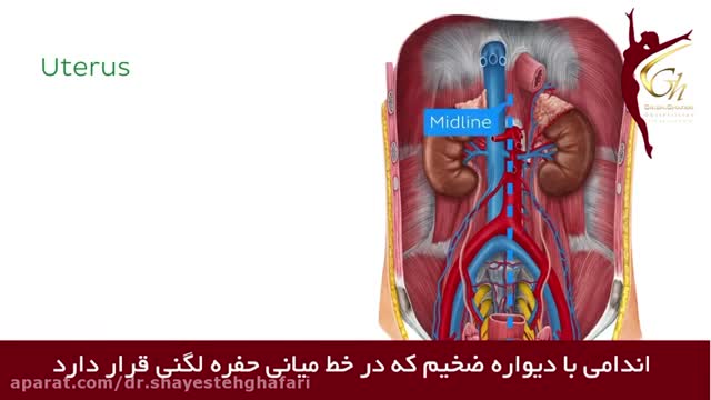 فیلم کامل از آناتومی رحم