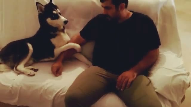 ماساژ گرفتن زورکی 💪💪🐶🐶 #dog #puppy #pup #TagsUpLikes #cute #eyes #pet #pets #animal #animals #nature #love @tagsuplikes #سگ #سگها #اهلی #نوازش #حیوان #حیوانات #طبیعت #قلاده #باوفا #وفا #خانگی
