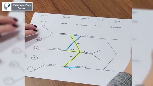 آموزش رسم سریع و دقیق شبکه بازویی (Brachial Plexus) برای آزمون CHT