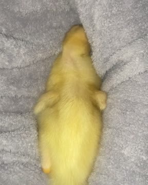 #duck #sleep 🦆🥳