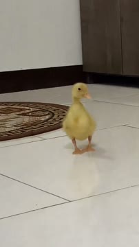 🥰 #ducky