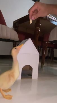 🦆❤️ #duck