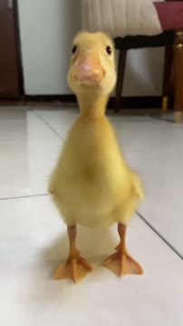 وقتی نبات ۵روزه بود🥰 #beautiful duck