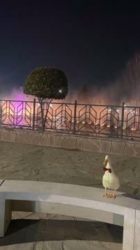 #نبات #گردش #اردک #ارامش
