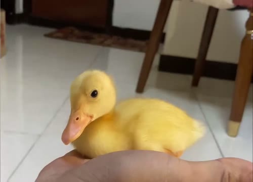 #اردک #duck #nabaat