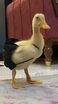 #duck #ducky #cute #nabat❤️