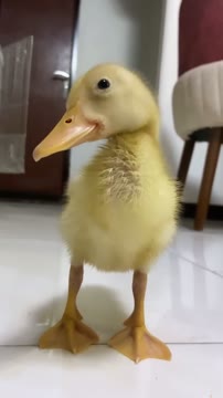 #lovely ducky #duck #animals #nabat