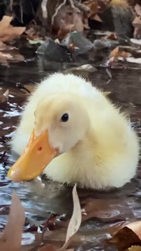 #اردک #پاییز #نبات #گردش #duck