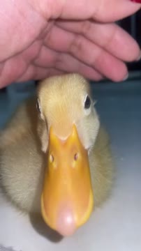 🦆❤️ #nabat #duck #ارامش