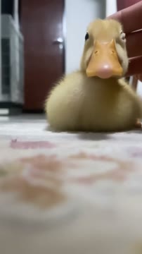 #اُردک #اردک #duck 🥰 ارامش