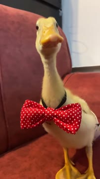 #نبات#اردک#حس خوب #nabat #duck #خمیازه #خواب_آلود #پت #جوجه_طلایی_کیوت♥️🐣