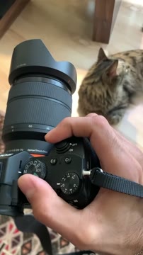 Catmodel

#catphotoshoot #catmodeling #cats_of_instagram
