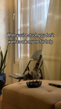 When you’re stuck, you don’t want to ask anyone for help

#catfunny #catlife #cats