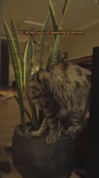 🧘🏿♂️ #catart #catsdaily #catlover