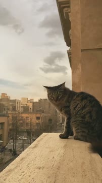 Felfel’s daily routines

#catvibes #catvideo #catlover #catlife #catmodel #catphotography