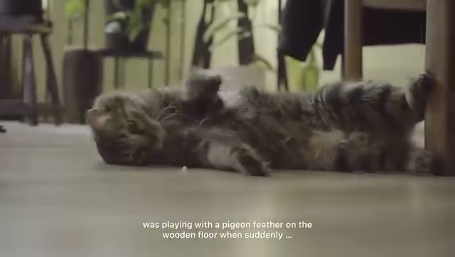 حریف فرضی 🤦🏻‍♂️

#catfun #catoftheday #catvideo