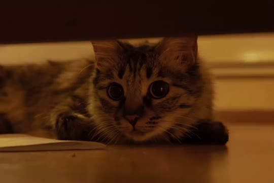 Felfel graphy

#catlover #catgraphy #catphotography #cats_of_instagram