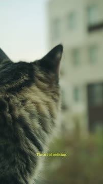 The art of noticing هنر توجه کردن توانایی تمرکز کامل روی لحظه حال، بدون حواسپرتی یا قضاوت. #catlife #cats_of_instagram #catvideo #catphotography #catlifestyle