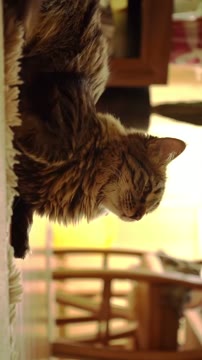 Meooooooow

#meow #catvideo #cats_of_instagram #catoftheday #catmeme #kitty