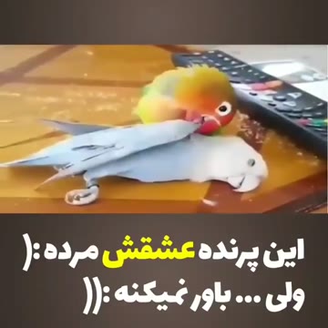 یکی بهش بفهمونه😔😭😭
@HessNegar 
@HessNegar
@HessNegar