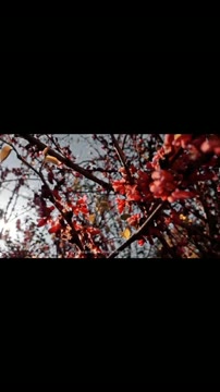 آرامشی که طبیعت به آدم میده وصف نشدنیه :))))🦋 

.
.
🎥 : @photo.by._.ellie
.
.
#lightroom #photography 
##مهندسی_کامپیوتر #ریلز #عکاسی_طبیعت
