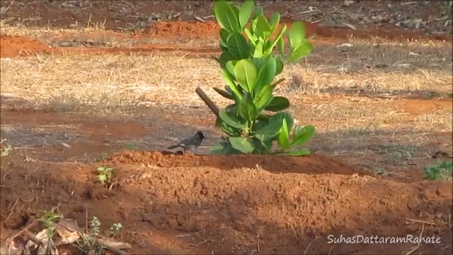 حیات وحش کونگان: معرفی بلبل ریشقرمز (Red-whiskered Bulbul)
