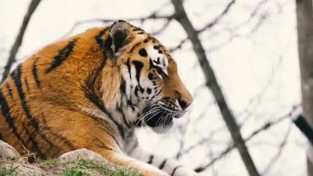حیات وحش: شیر، ببر، گرگ، گاو هایلند، ققنوس و حیوانات دیگر