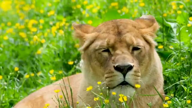 حیات وحش در 4K Ultra HD 2160p 60fps True HDR با موسیقی آرامشبخش