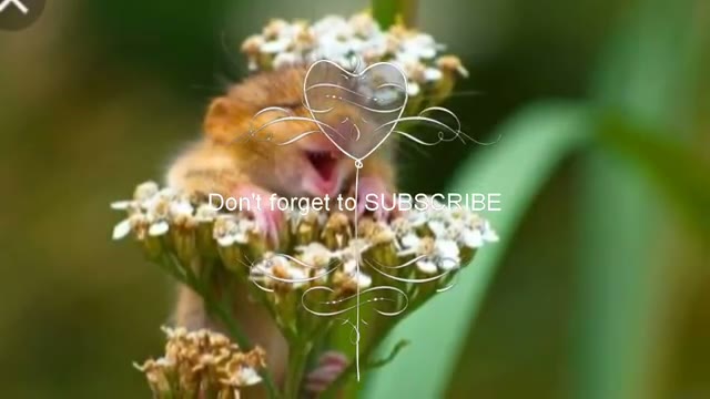 آهنگ زنگ شگفتانگیز برای تازگی ذهن با تصاویر حیات وحش