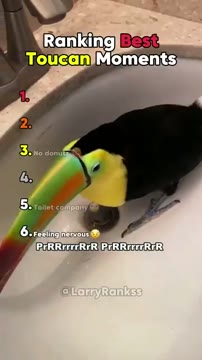 رتبه‌بندی بهترین لحظات Toucan؛ حقایق جالب درباره این پرنده شگفت‌انگیز