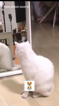 ویدیوهای خندهدار از واکنشهای جالب حیوانات در کانال Funny Animals' Squad FAS