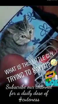 ویدیوهای خنده‌دار و بامزه از cat، dog و bird که شما را سرگرم می‌کند