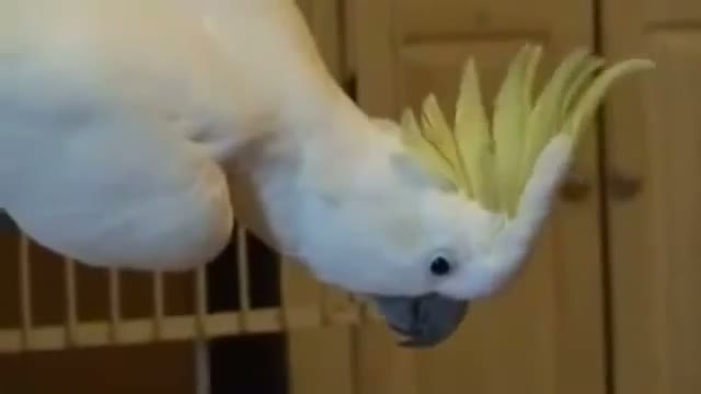 ویدیوهای خندهدار پرندگان؛ وقتی یک Parrot گیتار مینوازد!