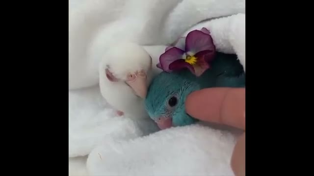 مجموعه برترین و خندهدارترین ویدیوهای پرندگان در کانال Animal Story