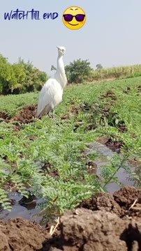 ویدیو خندهدار از پرندگان Egrets؛ لحظات بامزه و تماشایی از طبیعت