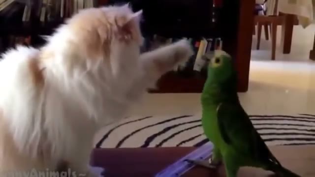 ویدیوهای خندهدار از کلکل و بازیگوشی parrot و cat در trip burger pets