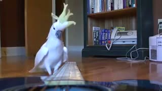 ویدیو خندهدار از طوطی نوازنده گیتار؛ تماشای هنرنمایی بامزه یک Cockatoo