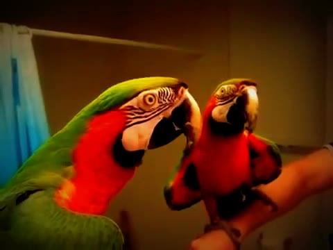ویدیو خندهدار از Parrot بازیگوش و بامزه در Funny Animals Video