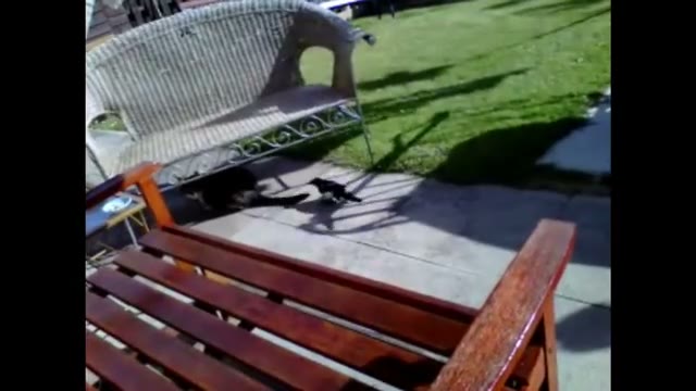 ویدیو خندهدار Gangster Bird؛ ماجرای جالب در حیاط پشتی خانه