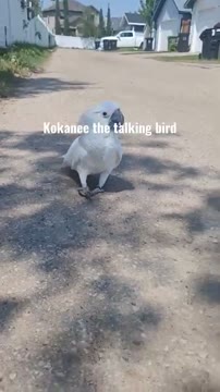 ویدیو خندهدار از صحبت کردن و تقلید صدای kokanee the cockatoo