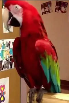 ویدیو خنده‌دار و بامزه از رقص پرنده در NICE SHORTS