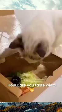 مجموعه ویدیوهای خندهدار و بامزه از گربهها - بهترین لحظات HarmlessMeMe