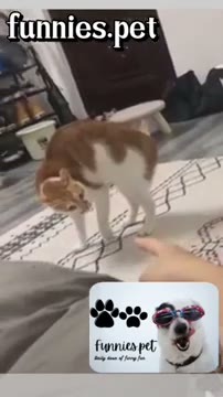 مجموعه خندهدارترین ویدیوهای حیوانات خانگی و چالش Try Not To Laugh