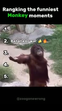 ۵ مورد از خندهدارترین سوتیهای میمونها در مجموعه ویدیوهای کوتاه zoogonewrong