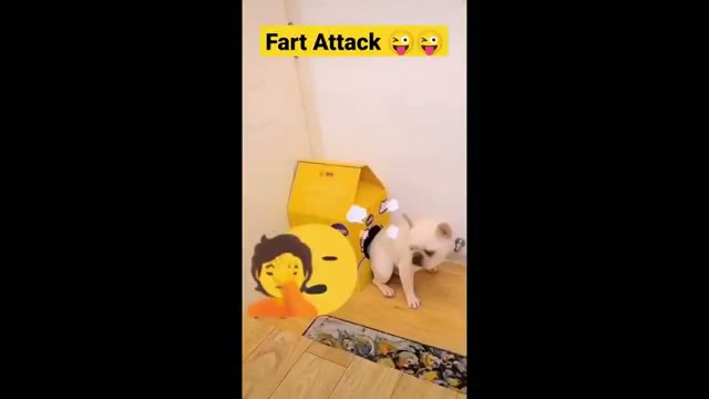 ویدیو خنده‌دار از سگ‌ها و گربه‌ها؛ بهترین لحظات طنز و شوخی‌های حیوانات خانگی