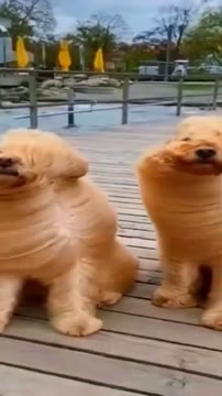 مجموعه ویدیوهای خنده‌دار از سگ‌ها در Funny Animal's World - قسمت ۱۸