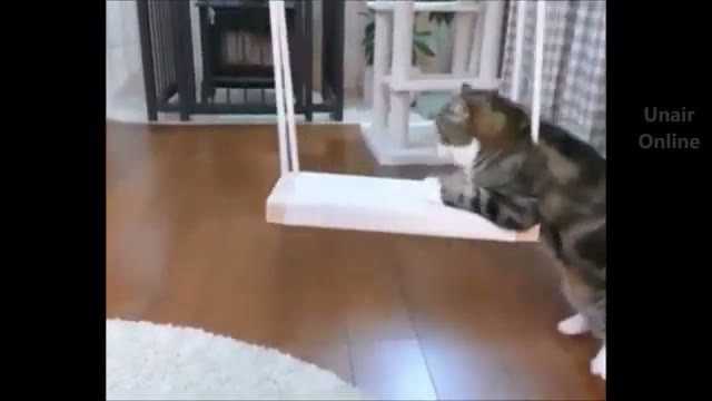 مجموعه ویدیوهای خنده‌دار از حیوانات بامزه و واکنش‌های جالب Cats