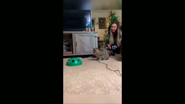 مجموعه خنده‌دارترین حیوانات خانگی و ویدیوهای بامزه در Animal Gags