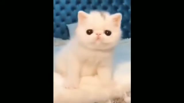 مجموعه ویدیوهای خنده‌دار و بامزه از حیوانات خانگی و بچه حیوانات