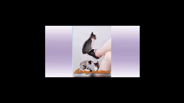 مجموعه ویدیوهای خنده‌دار و بامزه از حیوانات خانگی و بازیگوش